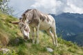 Brown and white Ã¢â¬â beige donkey grazing in the mountain pasture Royalty Free Stock Photo